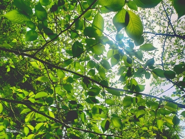 妊娠や長引く不調など、人生の転換期に現れる脈の変化を読み解き、最適なツボへ導く一水堂の脈診