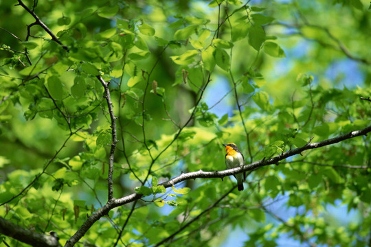 歴史を持つ鍼灸