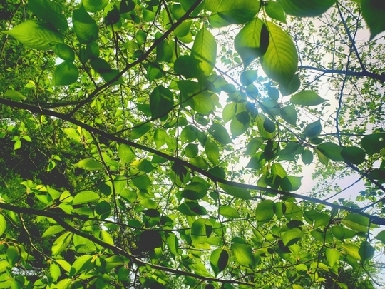 妊娠や長引く不調など、人生の転換期に現れる脈の変化を読み解き、最適なツボへ導く一水堂の脈診