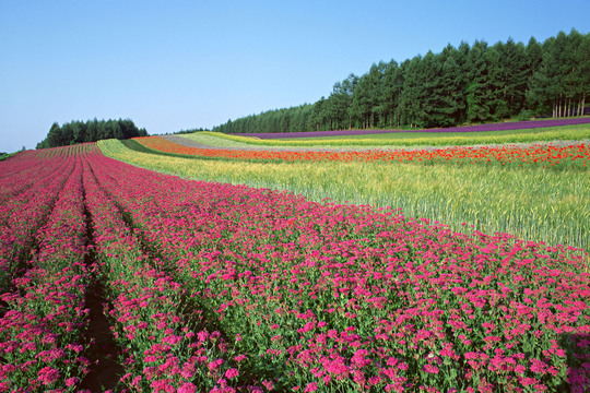 加圧ソックス鍼灸