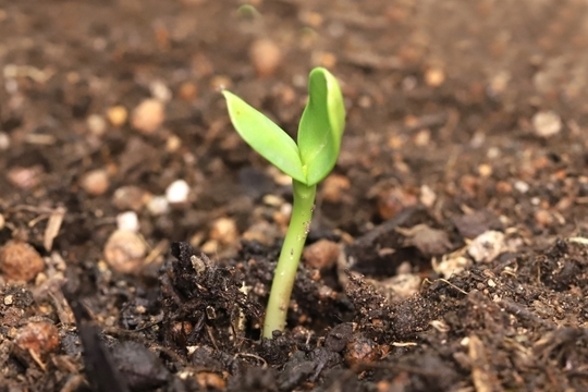 自分の中から出た前向きな言葉が変化のきっかけとなり、身体を正しい方向へ導く芽吹き