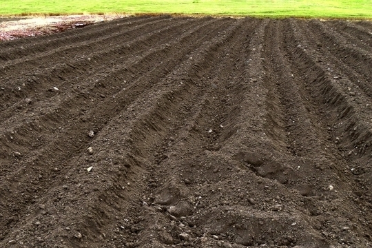 不妊治療の効果を引き出すための「言葉の土壌」と、身体を変えるための豊かな土作りの比喩